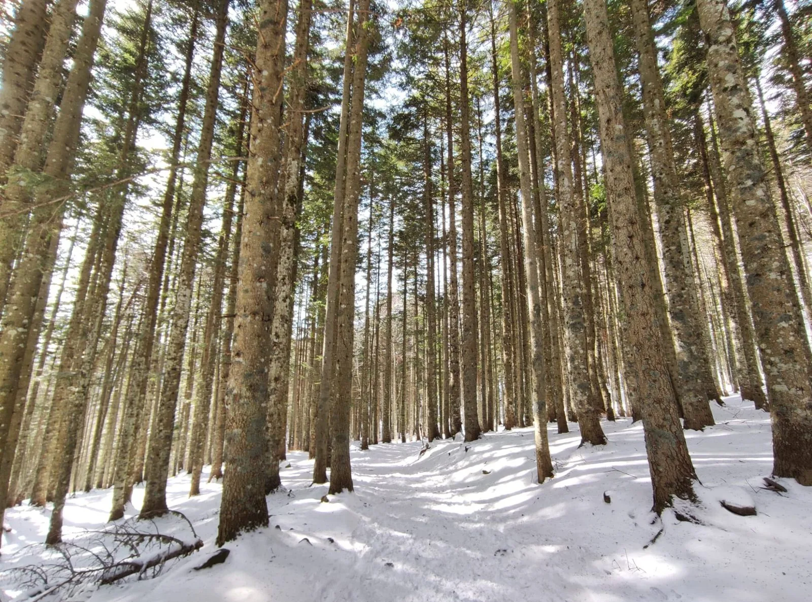 Bosco di abeti innevato all'Abetone, sulla montagna pistoiese